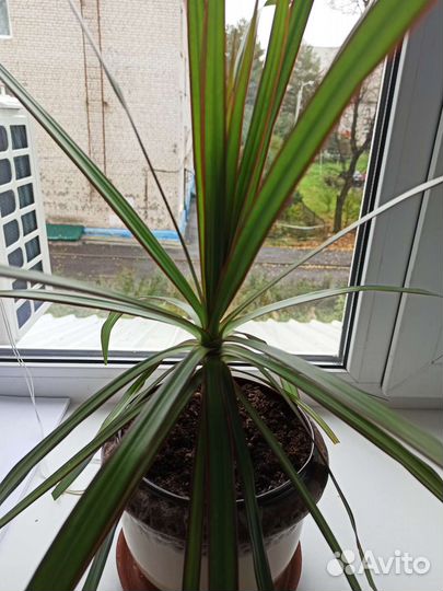 Драцена маргината в керамическом горшке