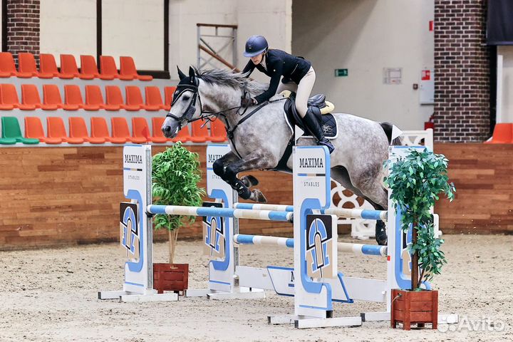 Аренда лошадей