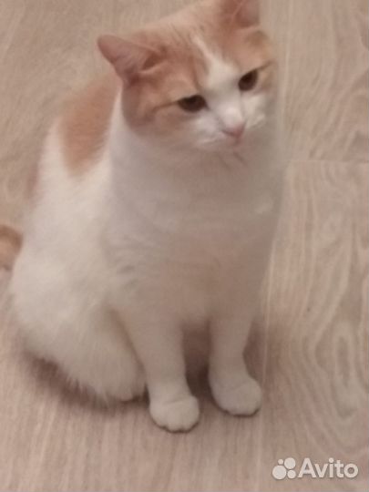 Кошки бесплатно