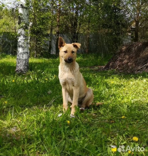 Щенок подросток