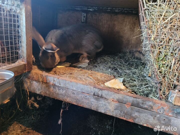 Кролики фландр