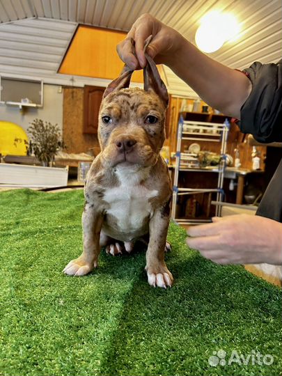 Американский булли покет мини