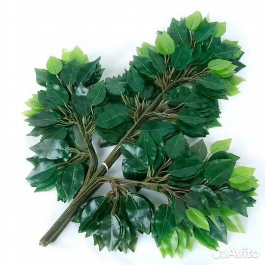 Фикус листья цена (за 12штук)