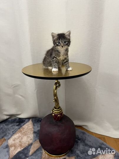 Котенок девочка