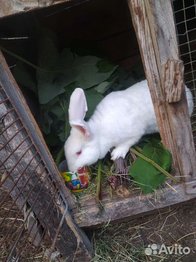 Кролик мясных пород