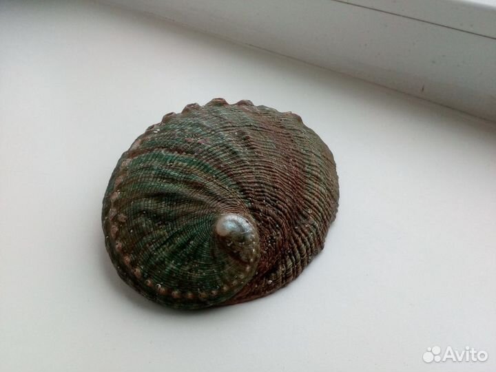 Морская раковина Haliotis fulgens 132 мм Крупная