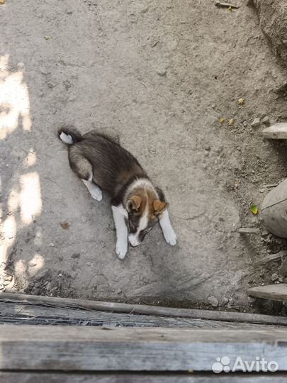 Щенки лайки