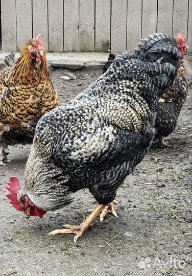 Петух 8мес