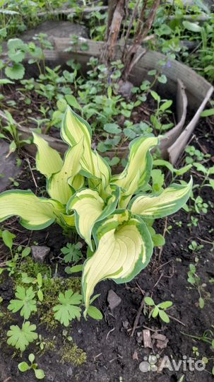 Хоста растение