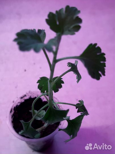 Хризантема зимующая