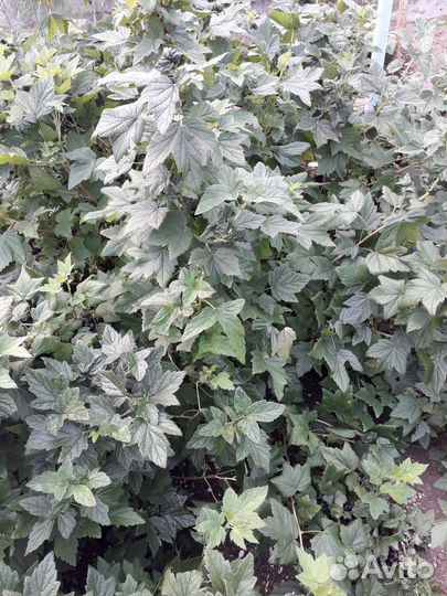 Черная смородина