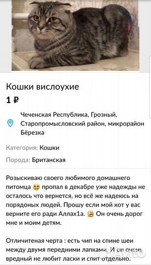 Кошки вислоухие
