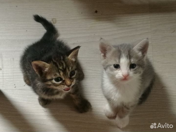Котята