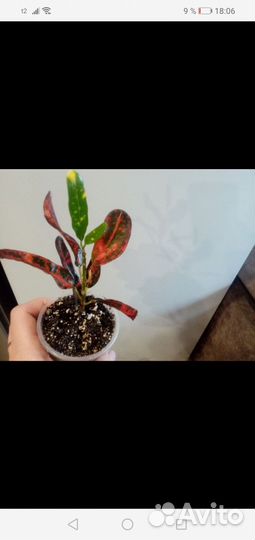 Кротон Батик