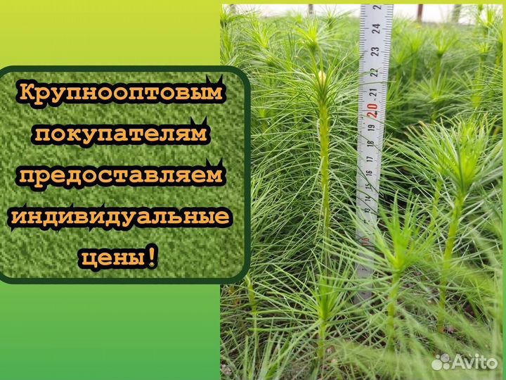 Сеянцы сосны зкс и ели зкс