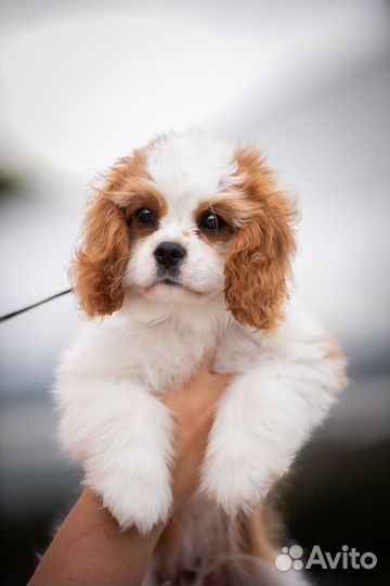 Мальчик ккчс