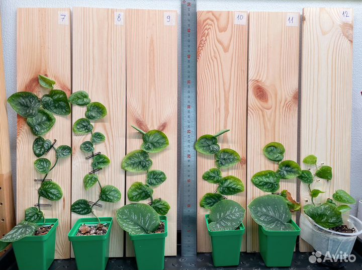 Монстера Дубиа