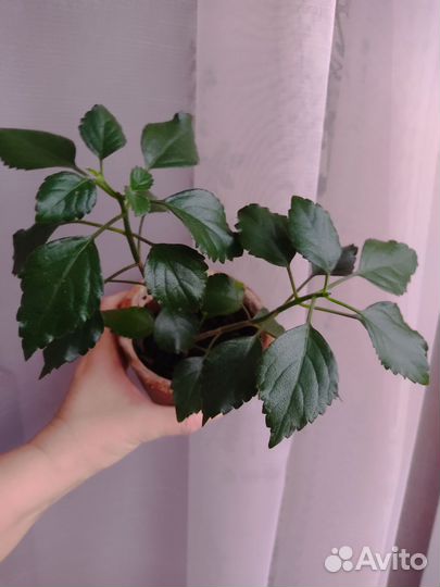 Драцена. Нефролепис