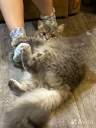Отдам кота в добрые руки
