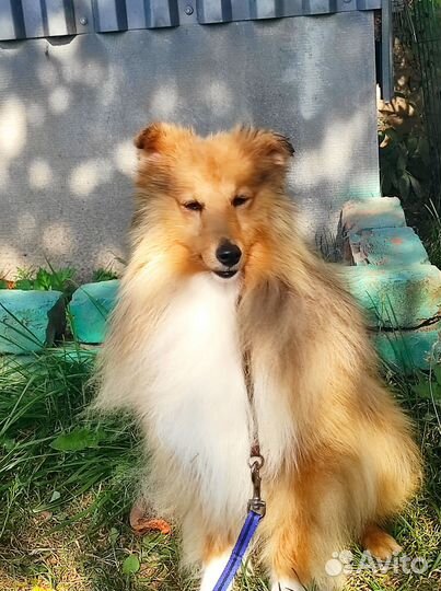 Подросток шелти