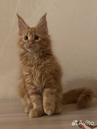 Котята мейн-кун