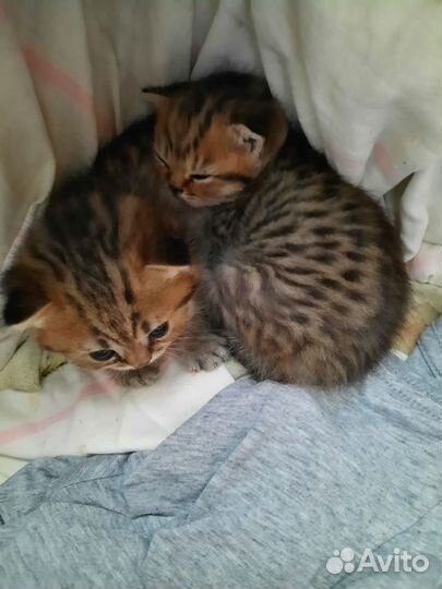 Британские котята