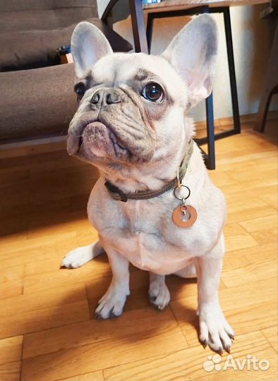 Французский бульдог, девочка, 6 месяцев