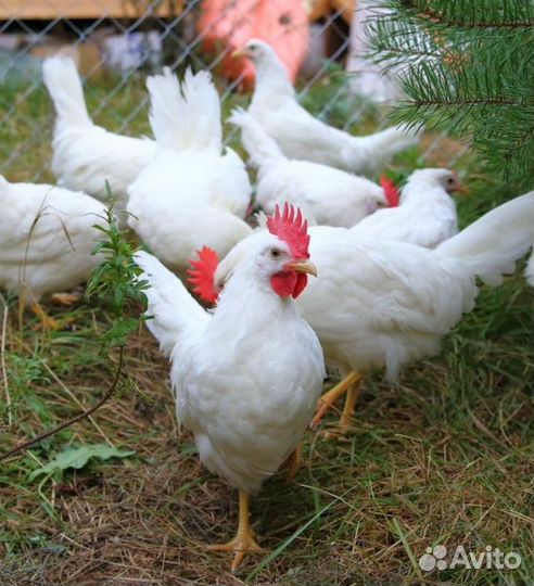 Курицы породы Леггорн