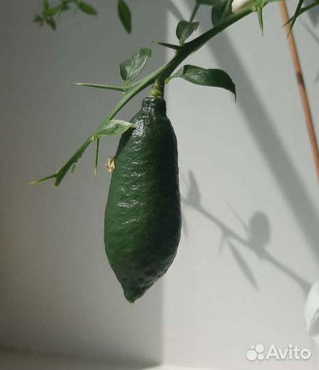 Микроцитрус фаустрайм