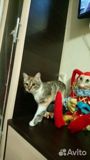 Кошечка в добрые руки