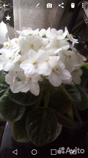 Сортовые фиалки