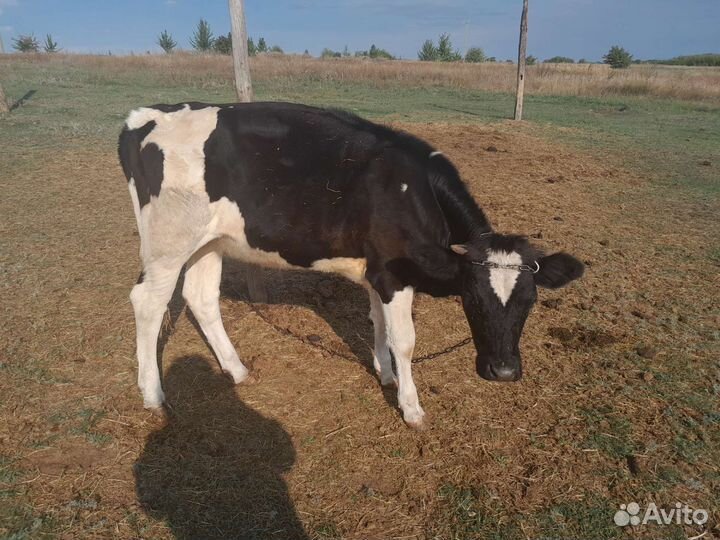 Тёлка и бычок