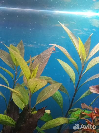 Аквариумные растения
