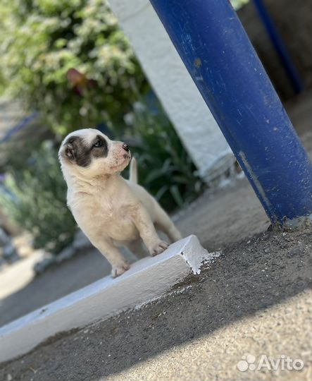 Среднеазиатская овчарка алабай щенки
