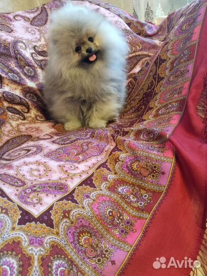 Померанский шпиц мини мальчик