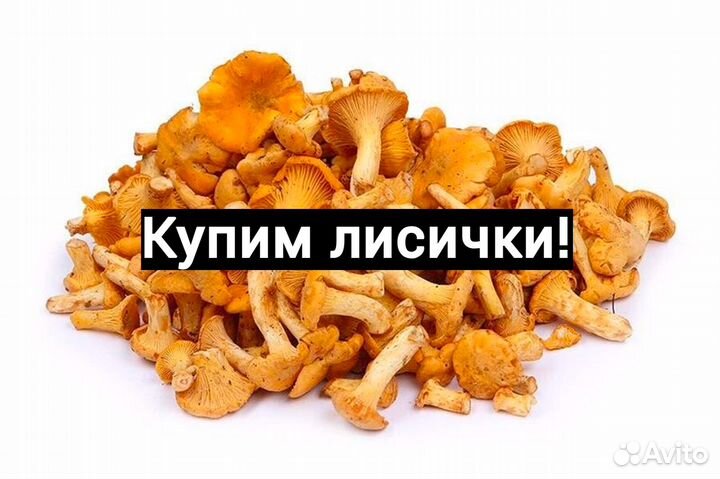Лисички грибы