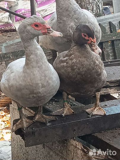 Мускусные утки