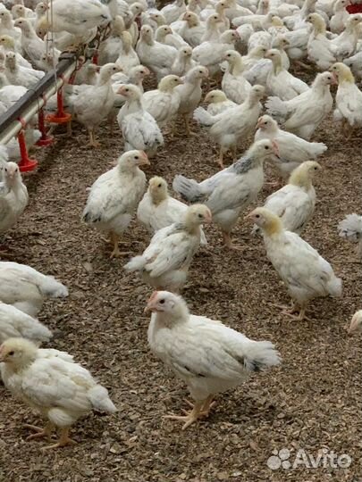 Цыплята адлерская серебристая