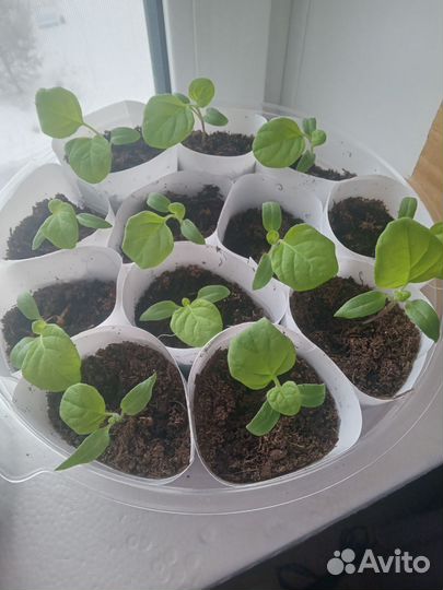 Рассада баклажан