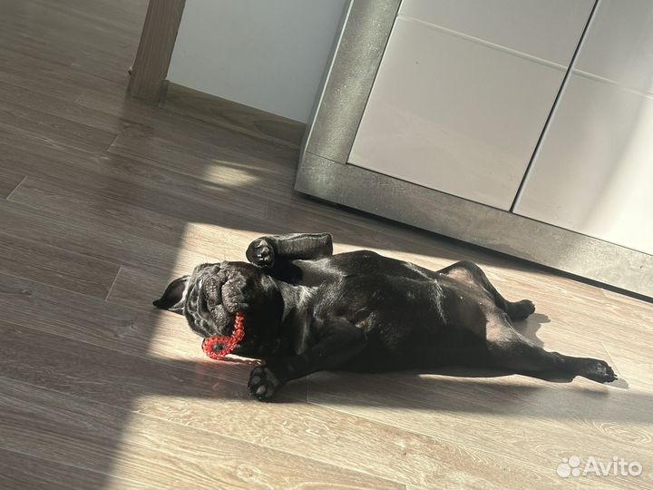 Вязка мопс девочка