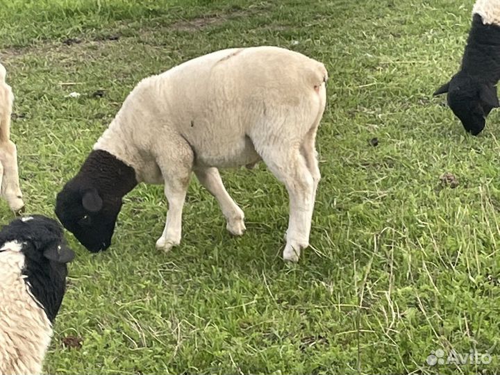 Ягнята Дорперы