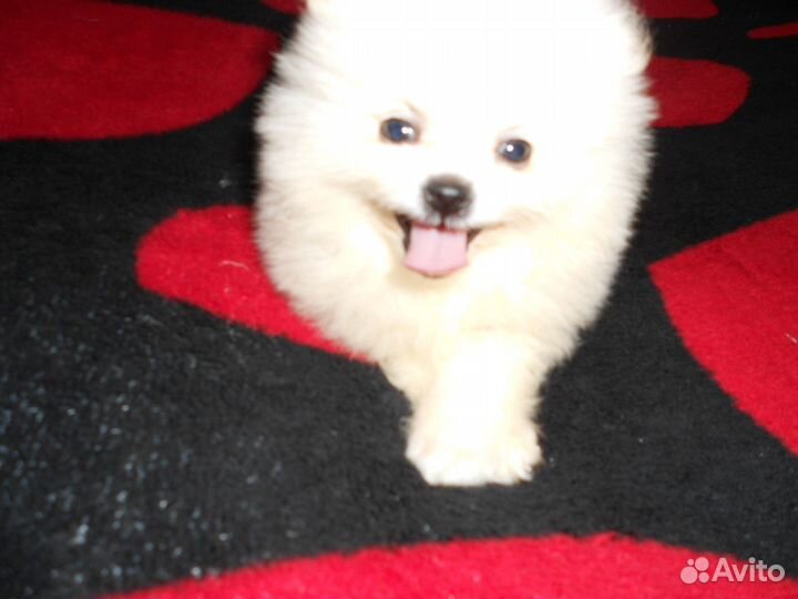 Щенки померанского шпица