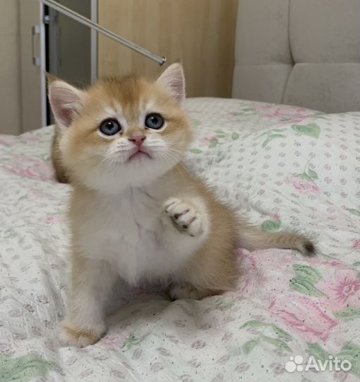 Британская короткошерстная золотая шиншилла