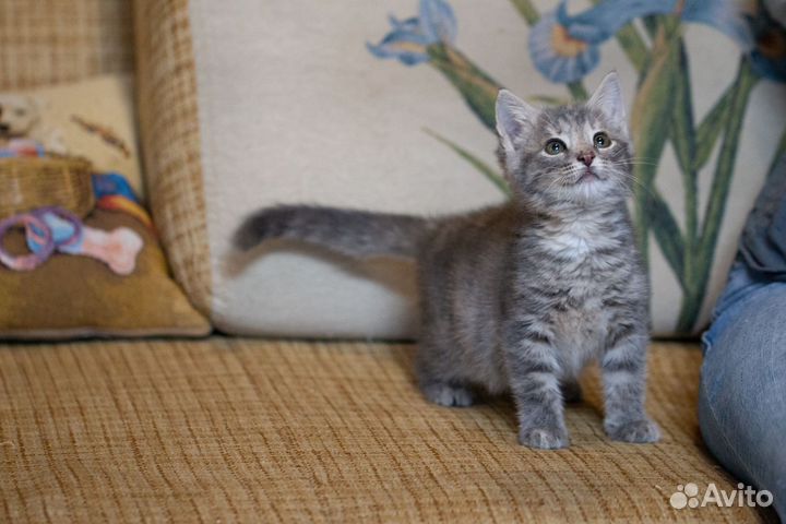 Котечка малышка Нэнси ждёт свою семью