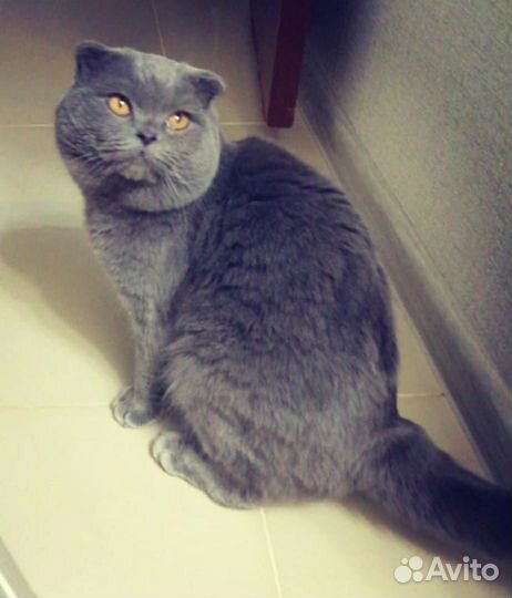 Кот связка 1000р