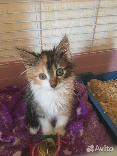 Котенок в добрые руки