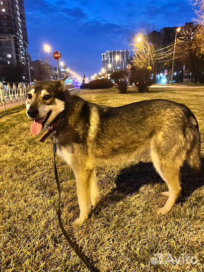 Молодой кобель в добрые руки