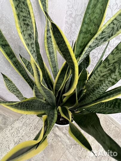 Сансевиерия (щучий хвост)