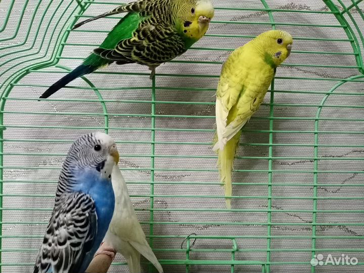 Попугайчики волнистые в любимцы
