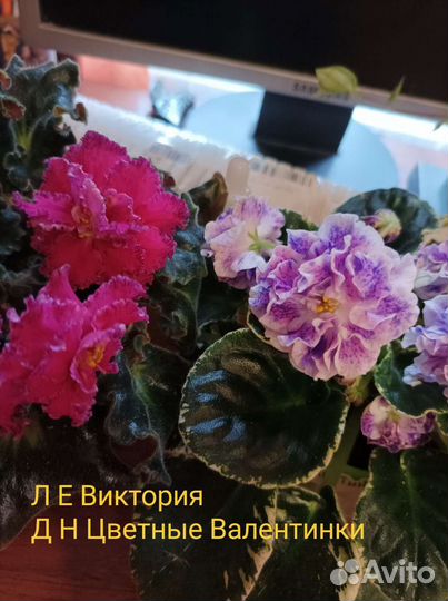 Фиалки сортовые